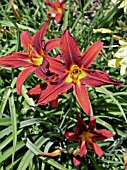 HEMEROCALLIS NATIONAL VELVET