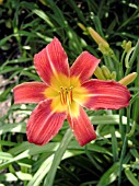 HEMEROCALLIS PETITE