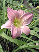 HEMEROCALLIS PINK LAVENDER APPEAL