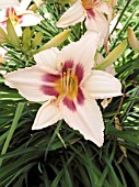 HEMEROCALLIS PRAIRIE CHARMER