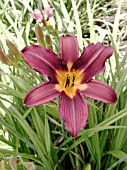 HEMEROCALLIS PROPHET