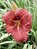 HEMEROCALLIS RASPBERRY WINE