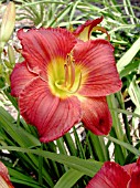 HEMEROCALLIS SCARLET ORBIT