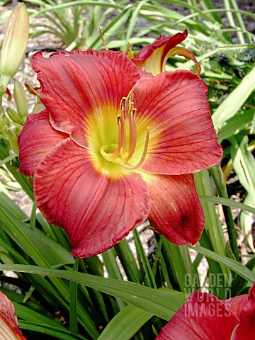 HEMEROCALLIS_SCARLET_ORBIT