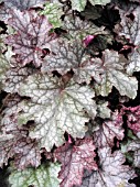 HEUCHERA AMETHYST MYST