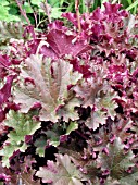 HEUCHERA PURPLE PETTICOATS