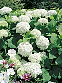 HYDRANGEA ARBORESCENS ANNABELLE