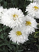 LEUCANTHEMUM SUPERBUM CRAZY DAISY