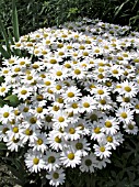 LEUCANTHEMUM SUPERBUM SNOW LADY