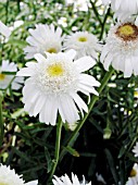 LEUCANTHEMUM SUPERBUM WIRRAL PRIDE