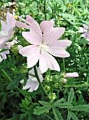 MALVA ALCEA FASTIGATA