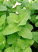 MENTHA VILLOSA APPLE MINT