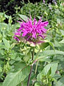 MONARDA BLUE STOCKING