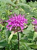 MONARDA BLUE STOCKING