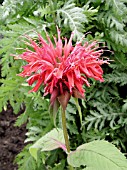 MONARDA GARDENVIEW SCARLET