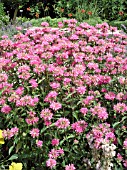 MONARDA MARSHALLS DELIGHT