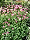 MONARDA MONCHES FARM PINK