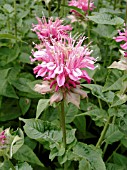 MONARDA MONCHES FARM PINK