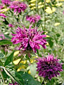 MONARDA PURPLE ROOSTER