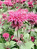 MONARDA RASPBERRY WINE