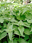 NEPETA CATARIA LEMON CATNIP