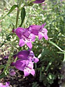 PENSTEMON MEXICALI PIKES PEAK PURPLE