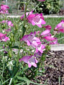 PENSTEMON MEXICALI RED ROCKS