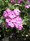 PHLOX MACULTA ALPHA