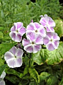 PHLOX PANICULATA PROSPERO