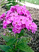 PHLOX PANICULATA PURPLE FLAME