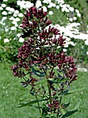 PHLOX PANICULATA RED FEELINGS