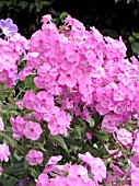 PHLOX PULCHRA MORRIS BEARD