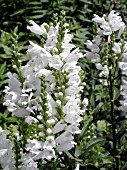 PHYSOSTEGIA VIRGINIANA MISS MANNERS