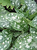PULMONARIA DARK VADER