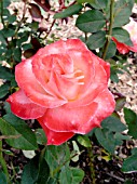 ROSA BRIGADOON