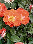 ROSA STRETCH JOHNSON (TANGO)