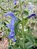 SALVIA BLUE ANGEL