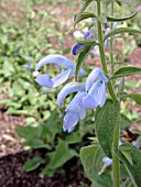 SALVIA CAMBRIDGE BLUE