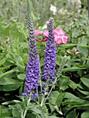 VERONICA SPICATA SPITZENSTRAUM