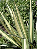 YUCCA FILAMENTOSA COLOR GUARD