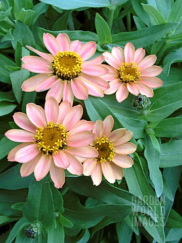 ZINNIA_PROFUSION_APRICOT