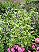 AGASTACHE GOLDEN JUBILEE