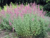 AGASTACHE TUTTI FRUTTI