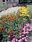 ANNUAL BORDER, RUDBECKIA, PHLOX, CLEOME, MILLET