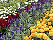 ANNUAL MIX, MELAMPODIUM, TAGETES, CELOSIA, SALVIA