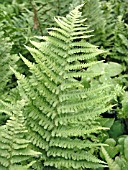 ATHYRIUM FILIX FEMINA CRISTATUM