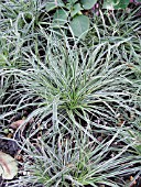 CAREX CONICA SNOWLINE