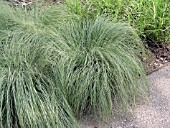 CAREX MORROWII SILK TASSELS