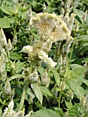 CELOSIA ENTERPRISE WHITE