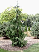 CHAMAECYPARIS NOOTKATENSIS GLAUCA PENDULA